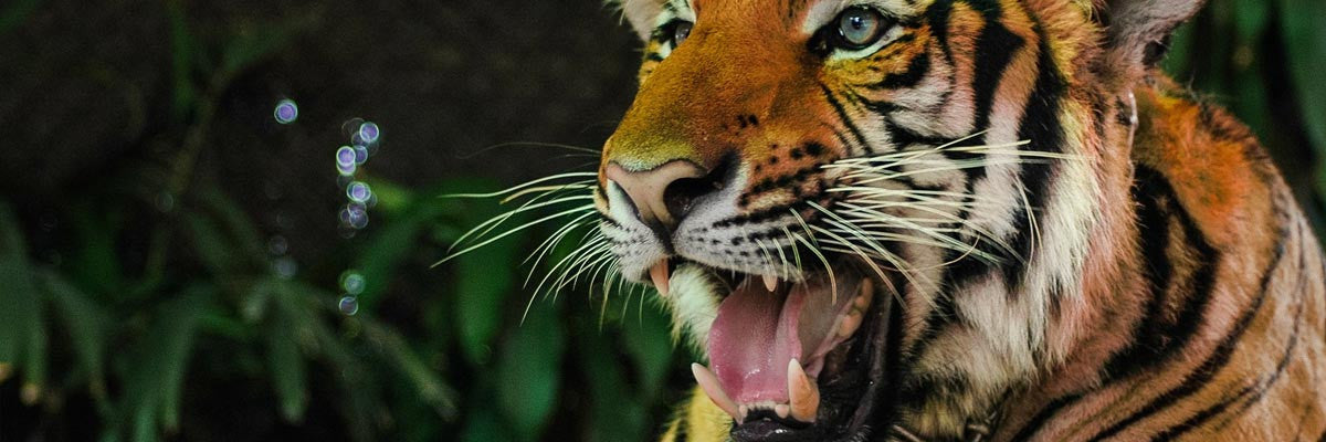 ANIMAL INSTINCTS